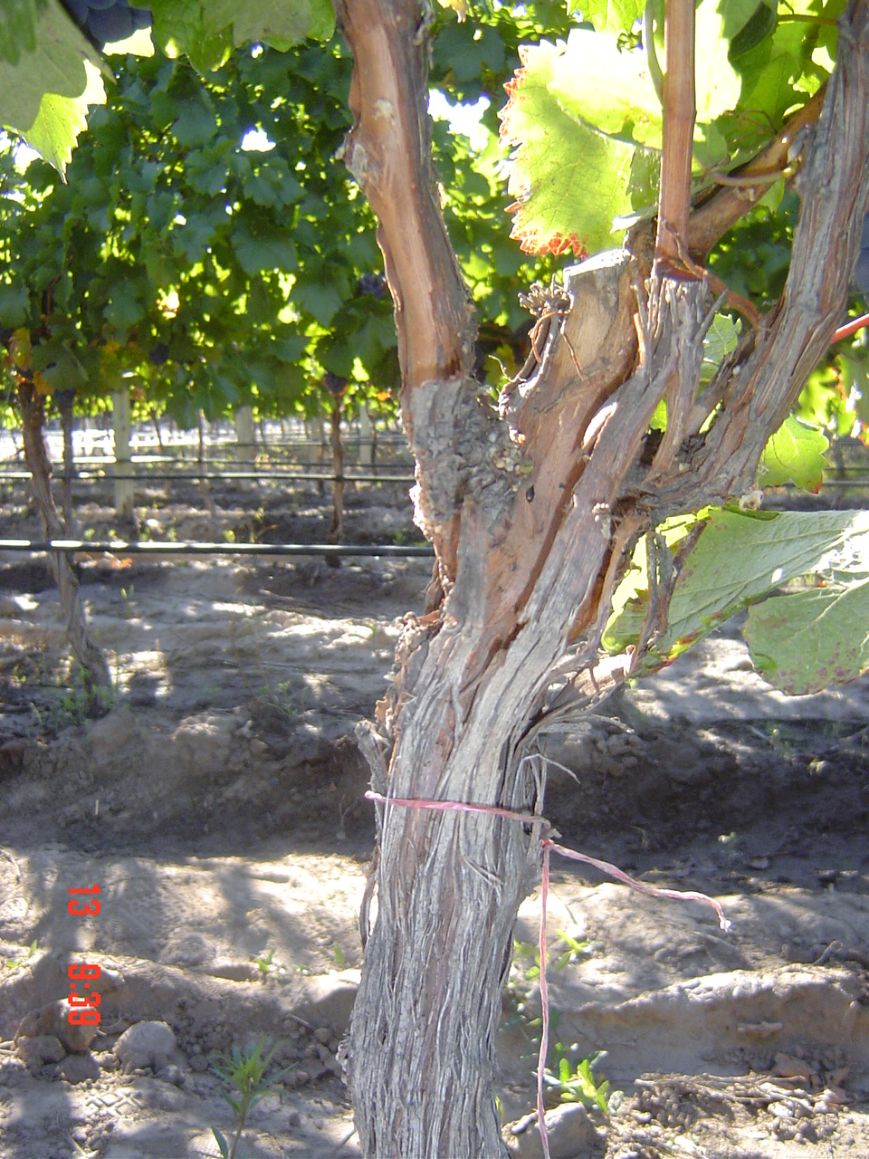 CURSO INTRODUCCION A LA DEGUSTACION DEL VINO